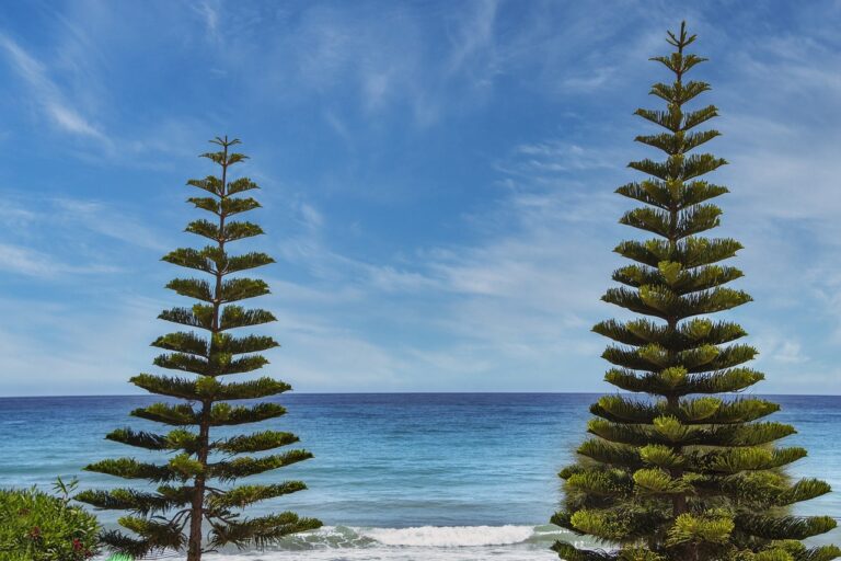 where is wacozumi sold