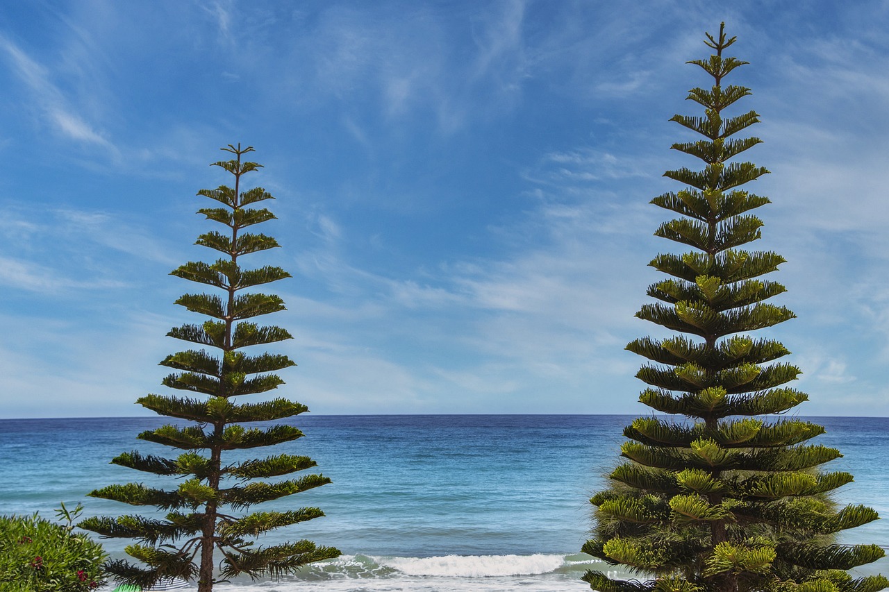 where is wacozumi sold