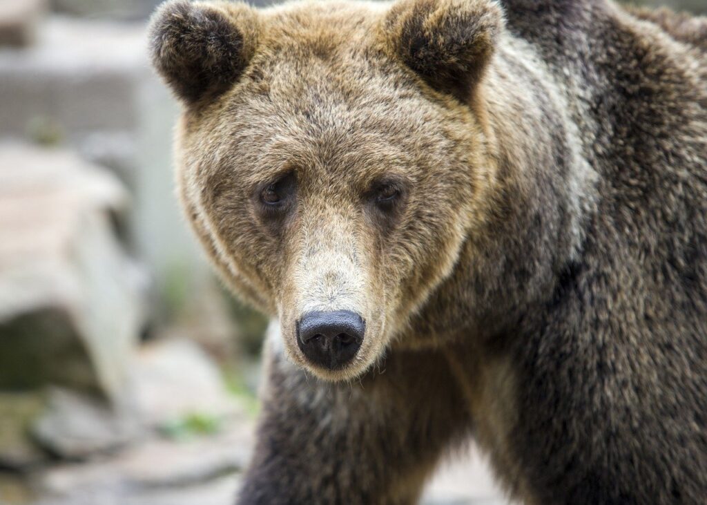 yamaha fs800 vs yamaha fg800 acoustic guitar specs