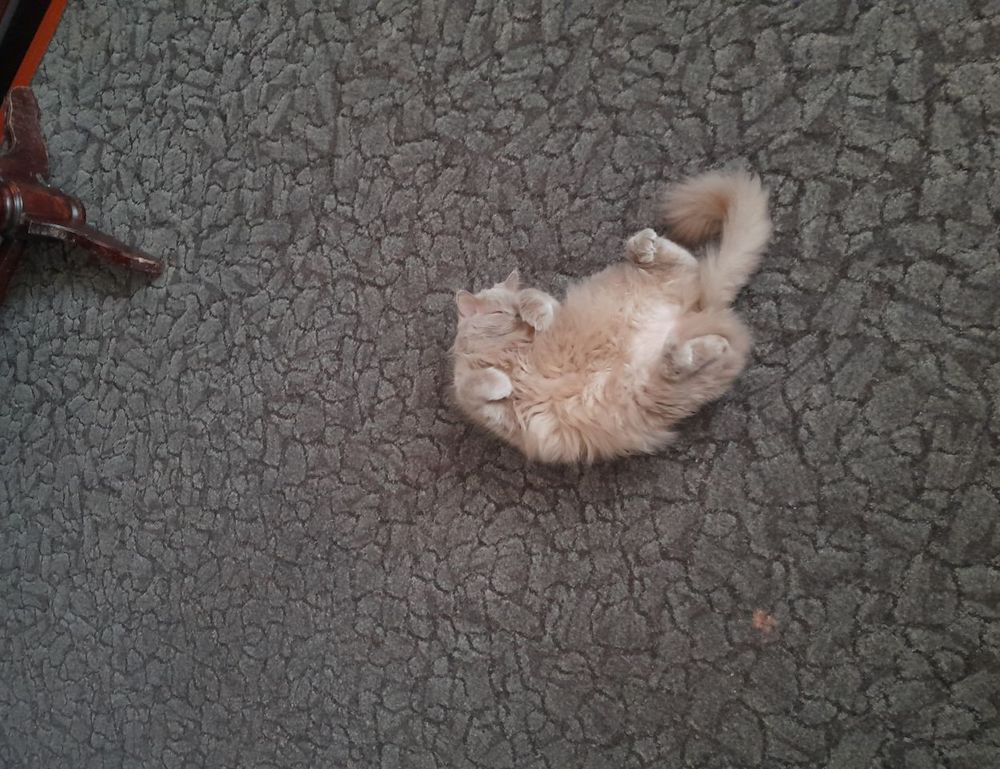 can i get susbluezilla