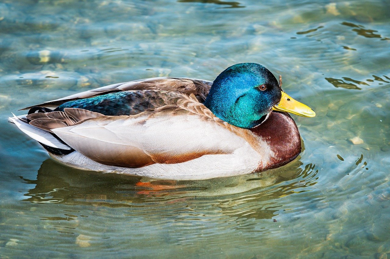 is mopfell78 the best graphics in a pc game