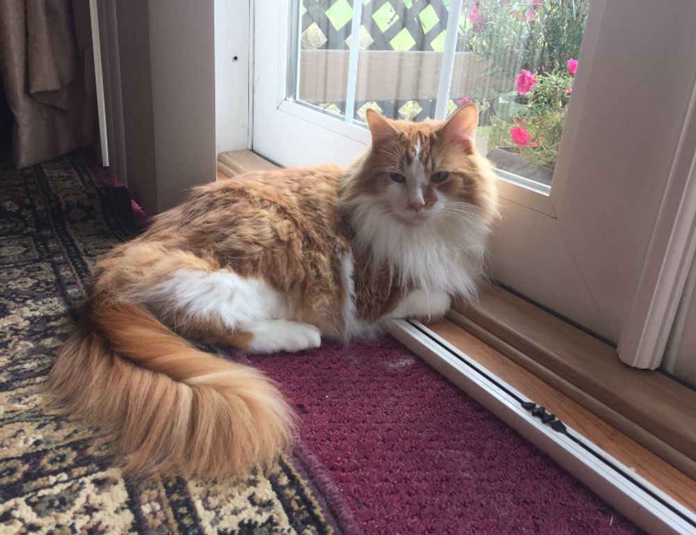 practice basketball system zuyomernon