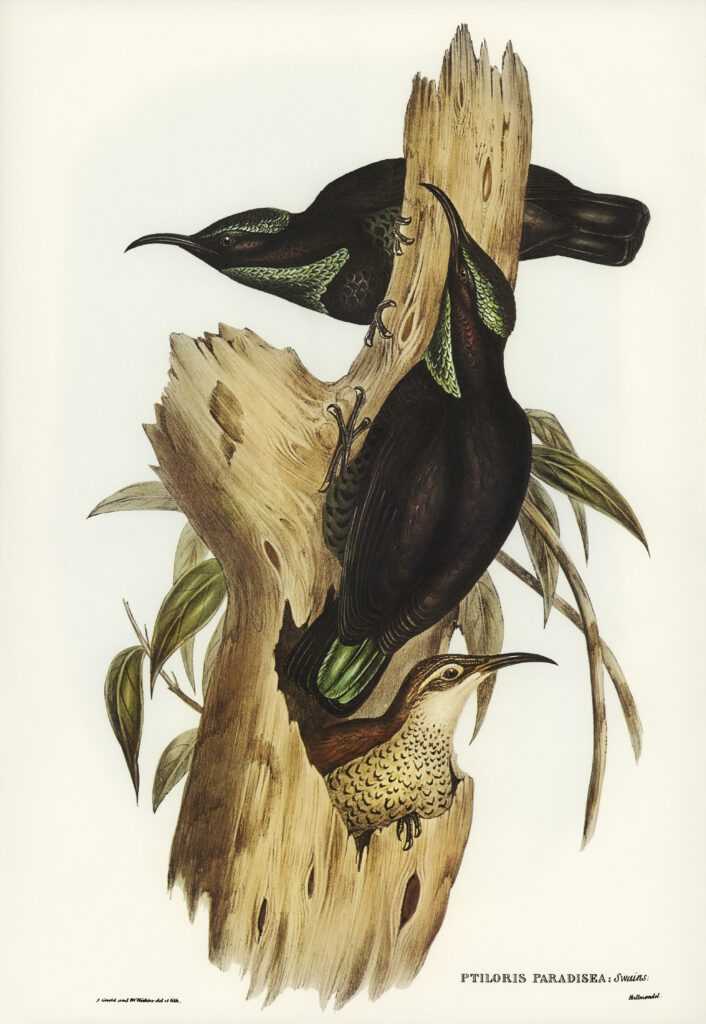 rifle bird ptiloris paradiseus illustrated by elizabeth gould
