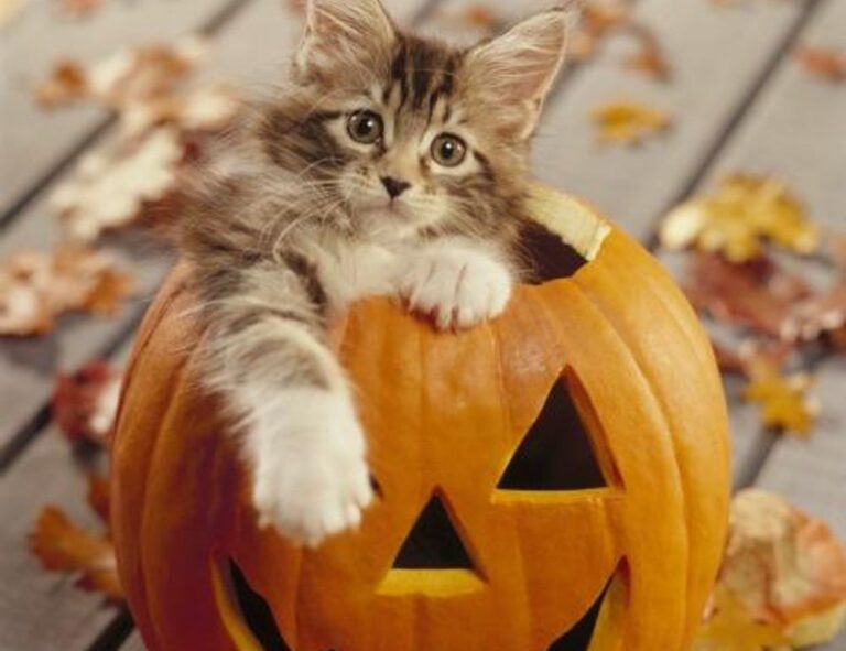 software gdtj45 builder problems