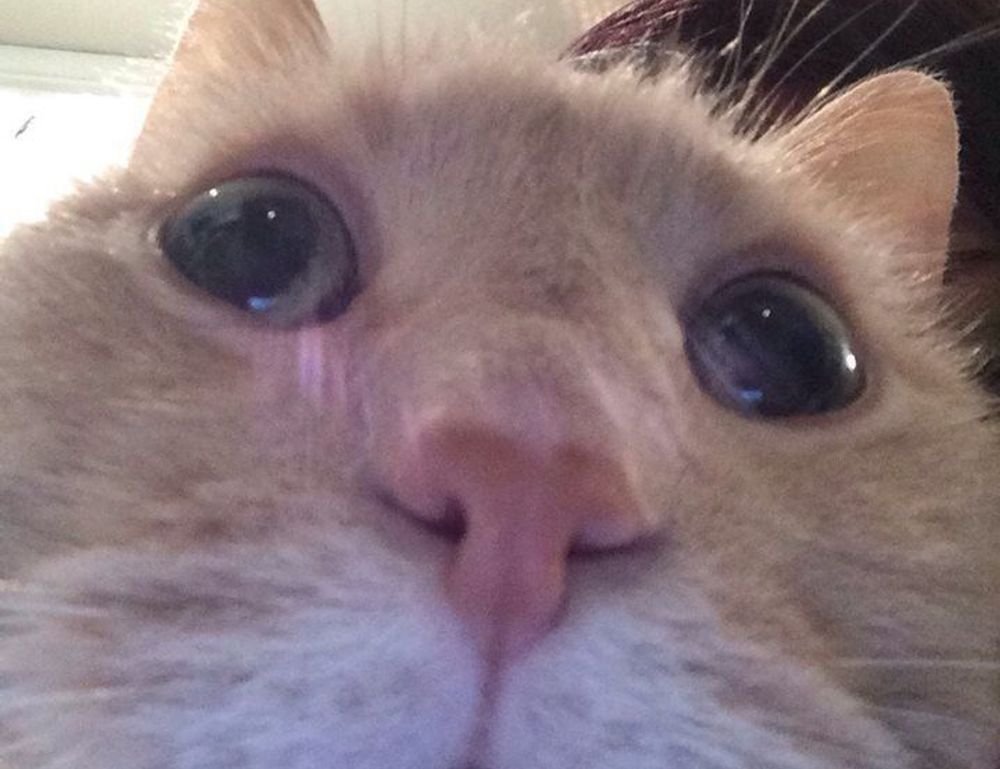 what is immorpos35.3 software