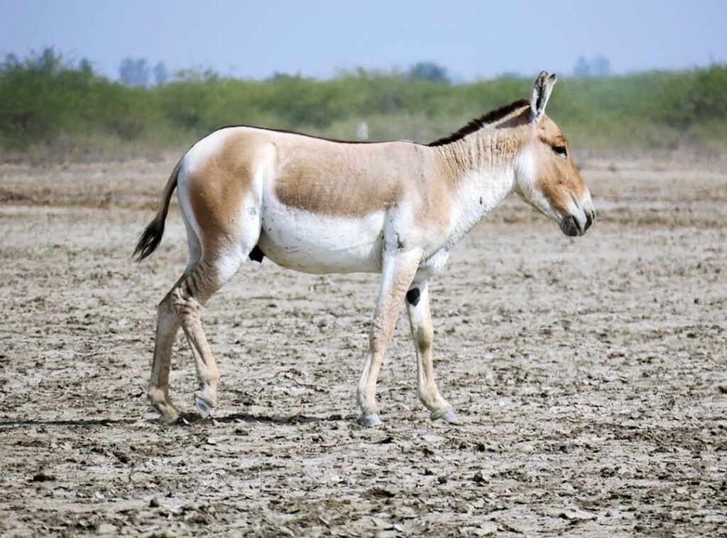 Moroccan Big Ass moroccan big ass