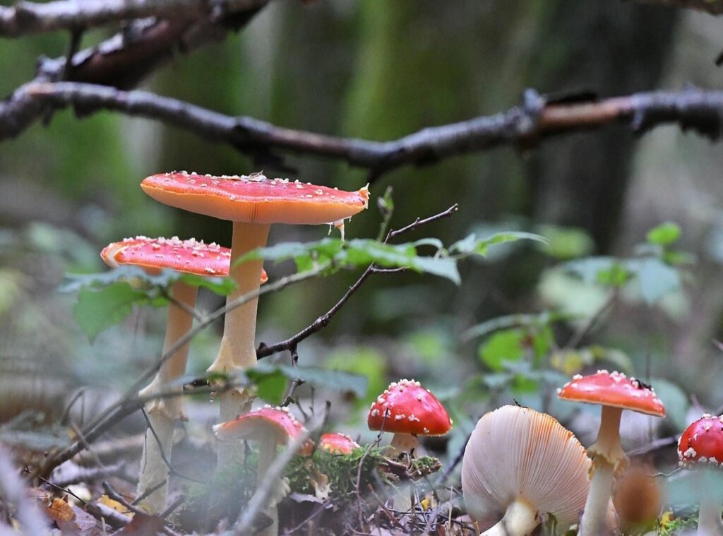 goedemorgen schatje gif